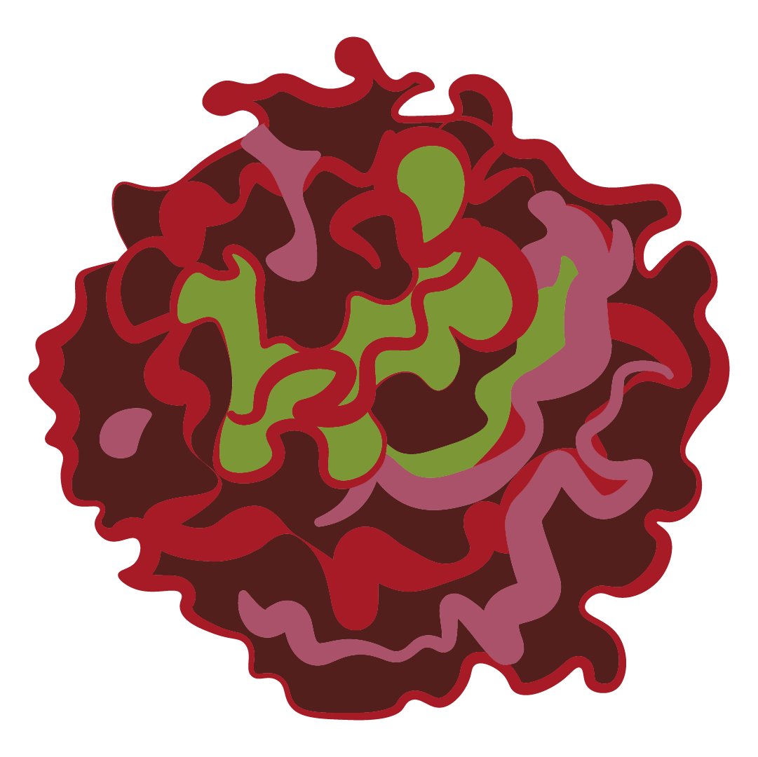 Salade Feuille de Chêne Rouge