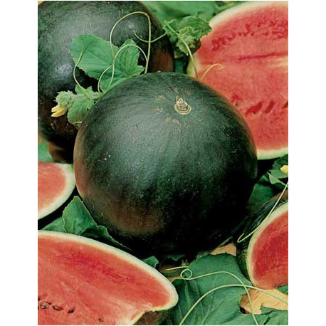 Pastèque B - 1kg