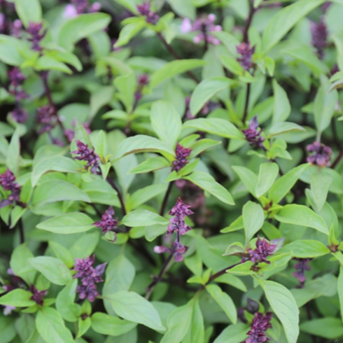 Basilic thaï (bouquet)