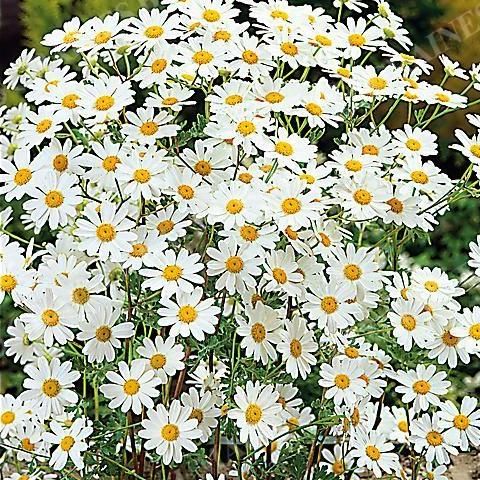 Tanaisie de neige / Tanacetum niveum blooms - 1l