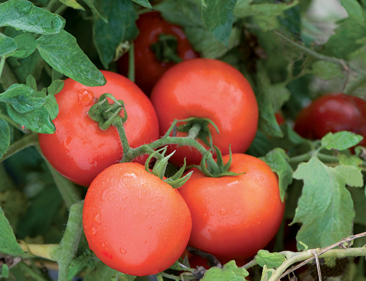 Plant de tomate ronde rouge Galadiant (plein champs)