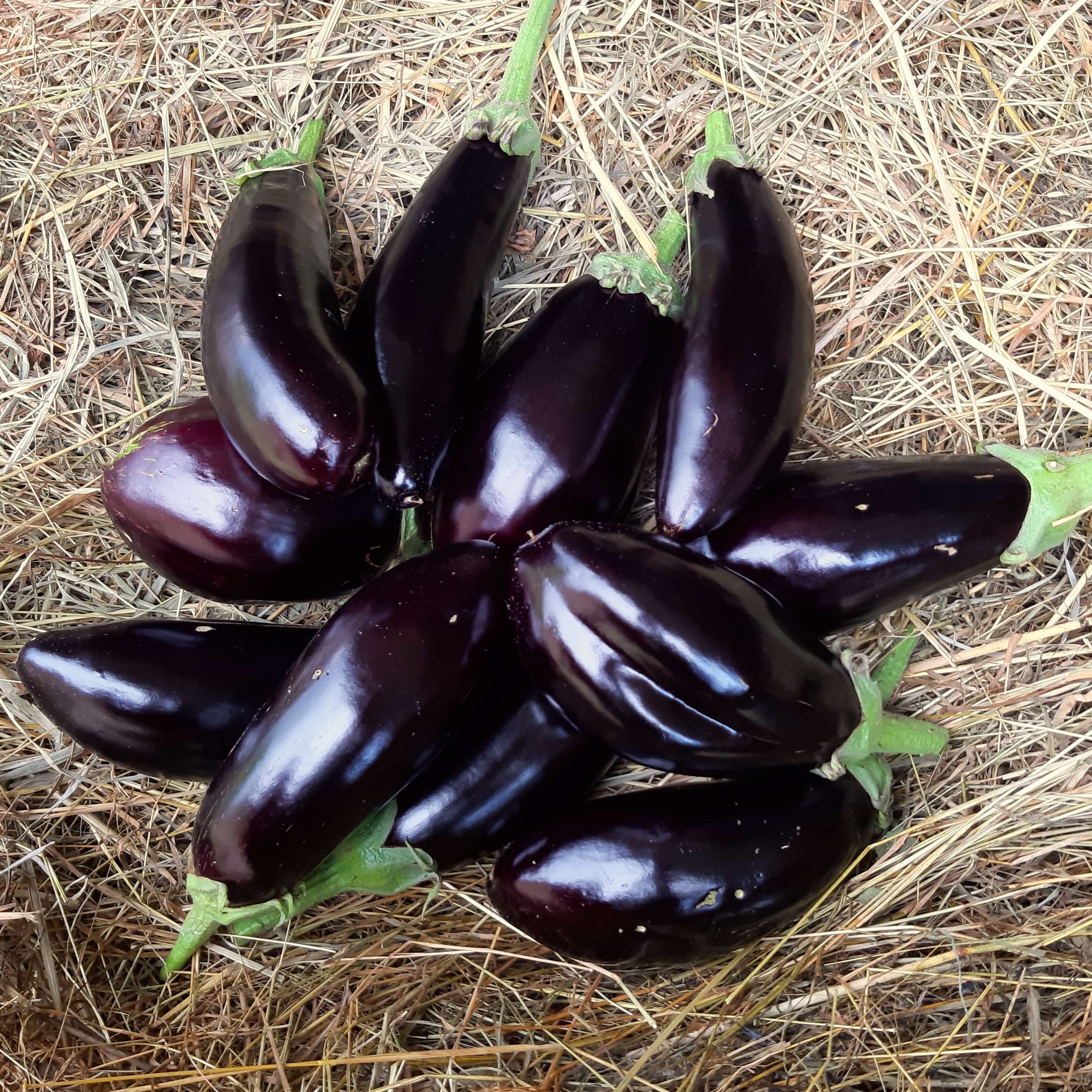 Aubergine
