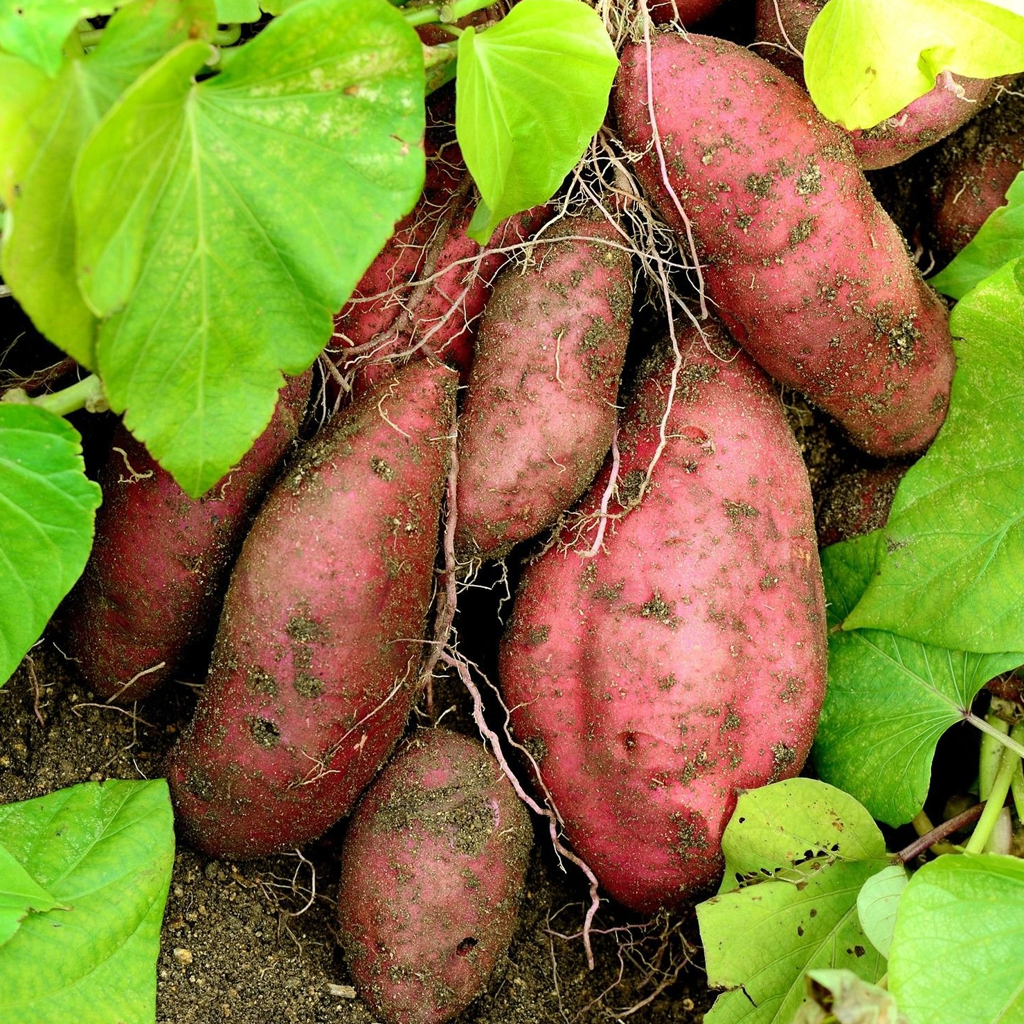 PATATE DOUCE