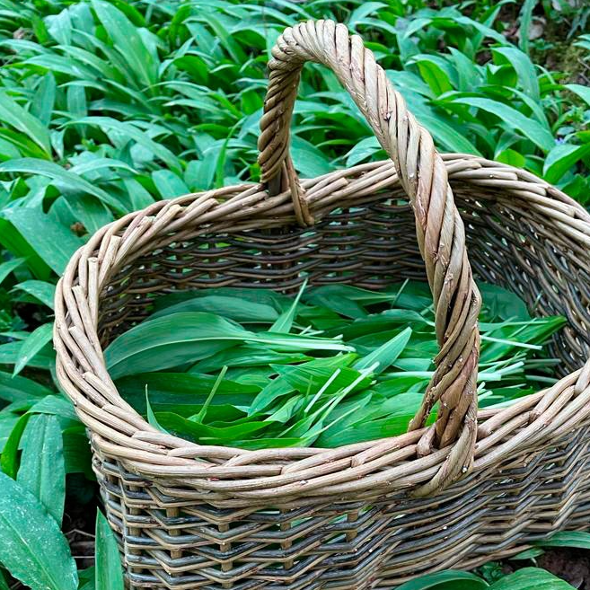 Ail des ours ( vrac 1kg )