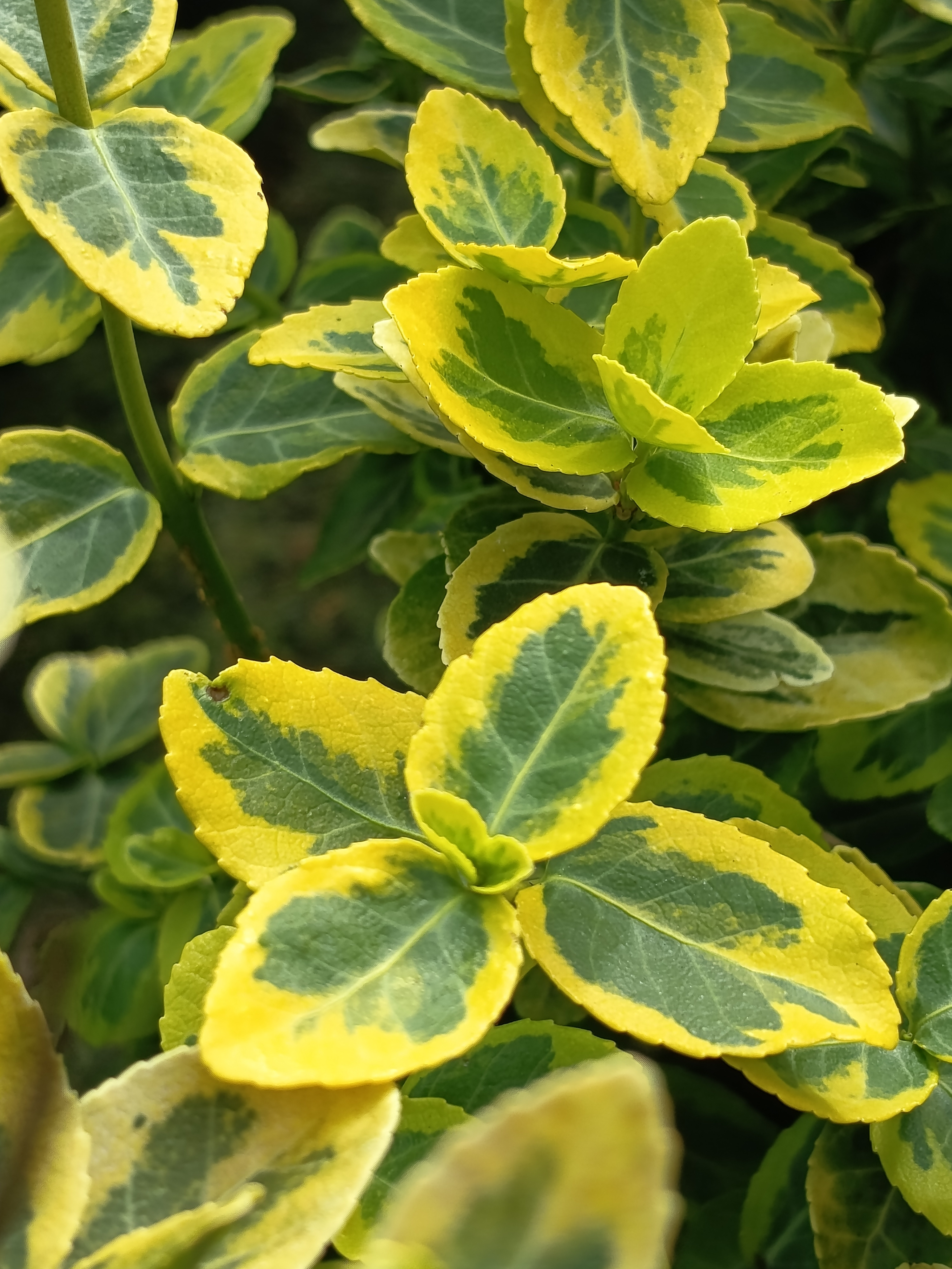 Fusain nain panaché - Euonymus fortunei "Emerald'n Gold"