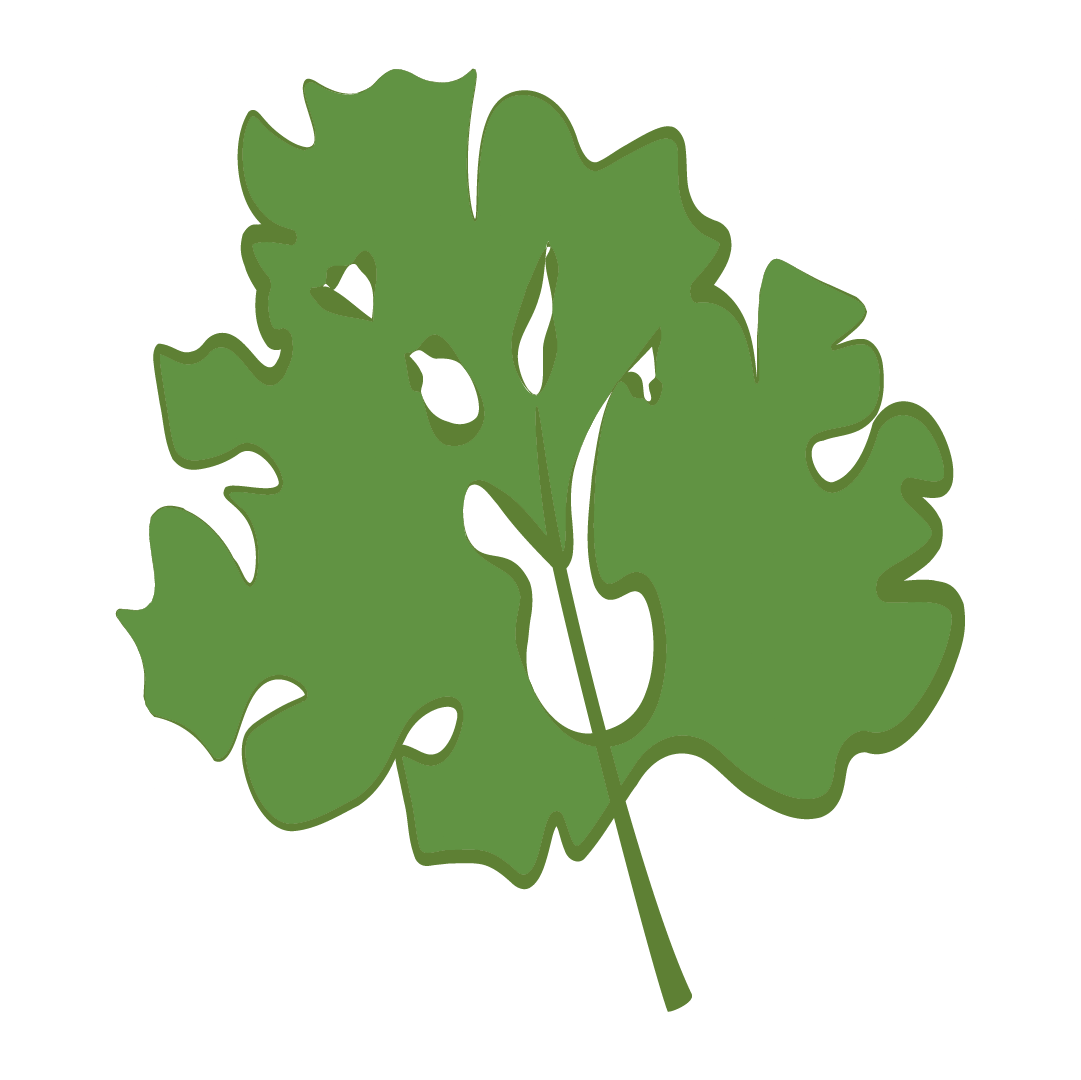 Aromatique Coriandre