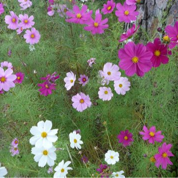 COSMOS