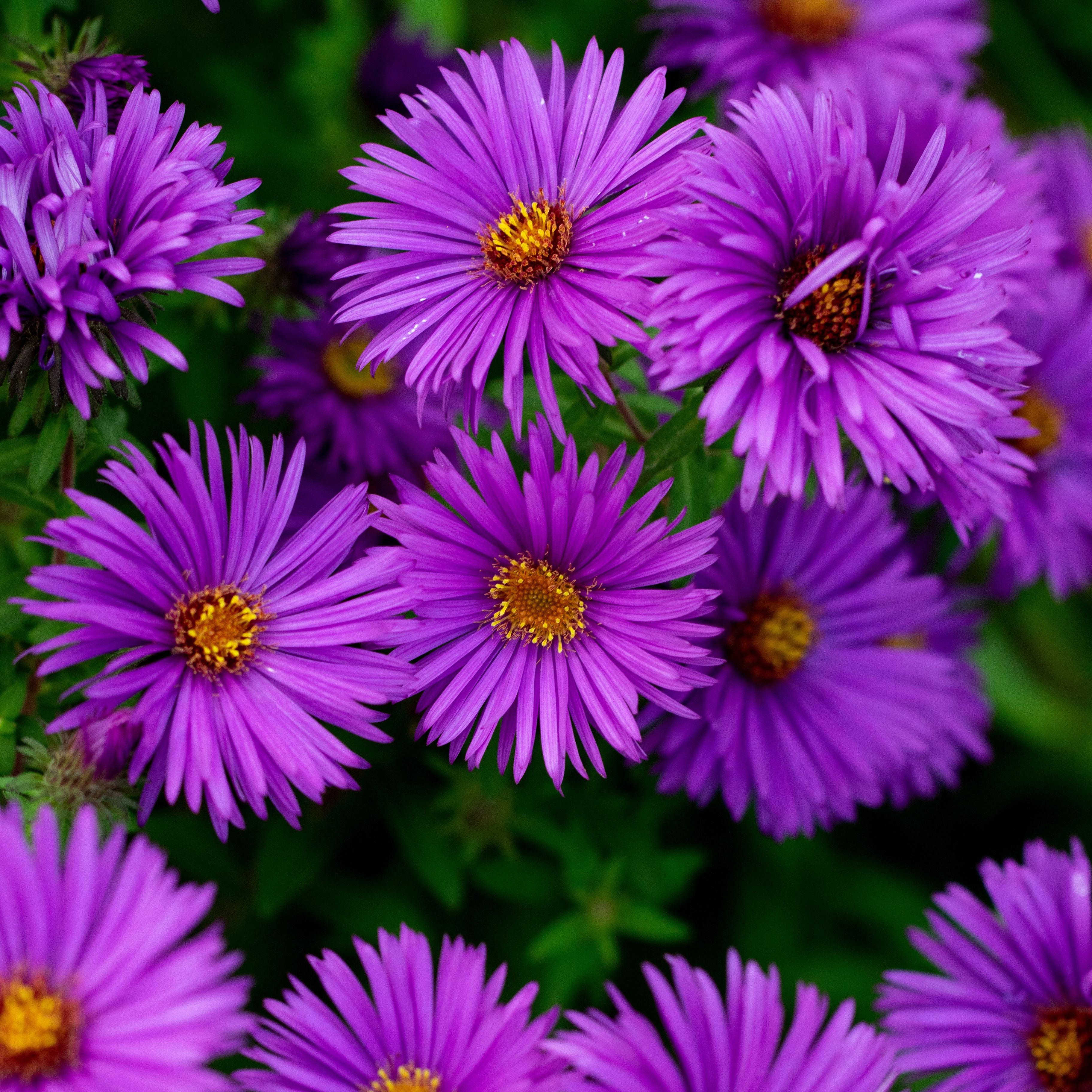 Aster na 'Purple Dome'