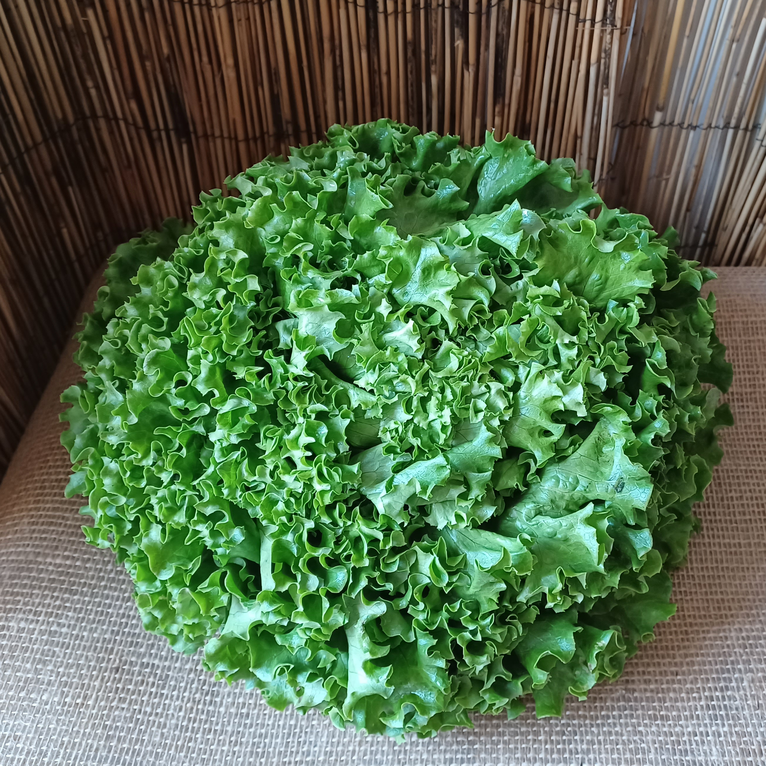 Salade Batavia - CHAMP PAPILLES