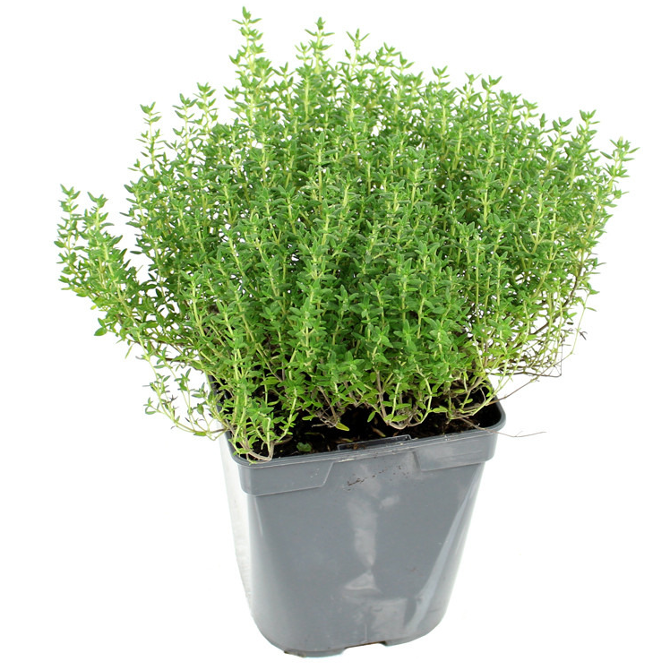 Pot de thym commun