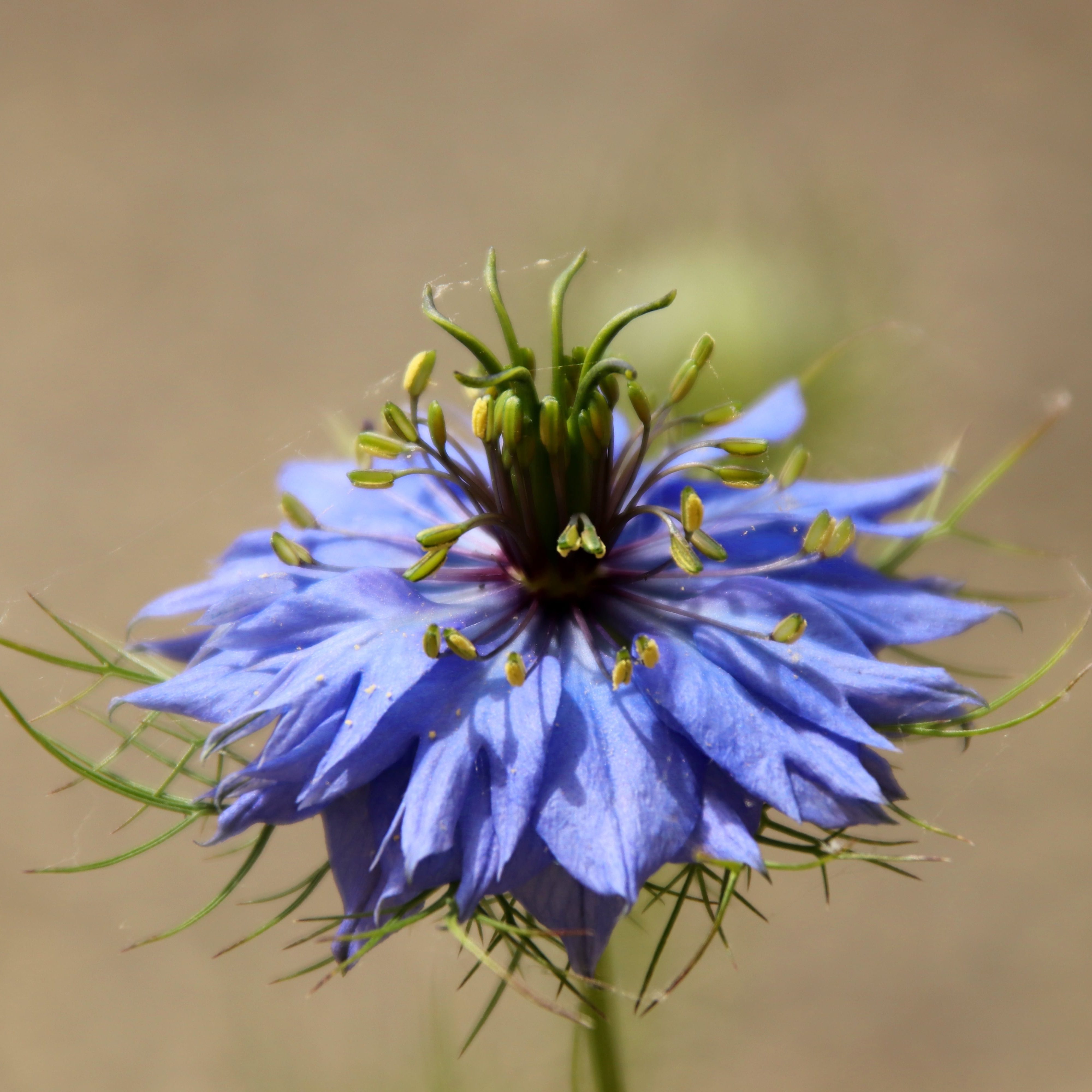 Nigelle