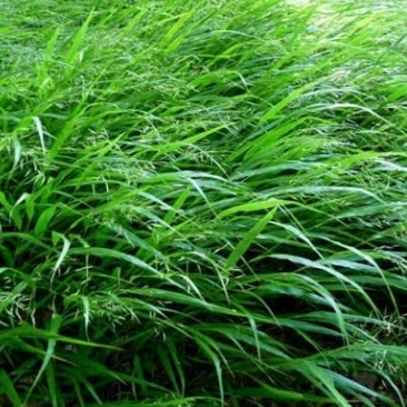 Hakonechloa macra