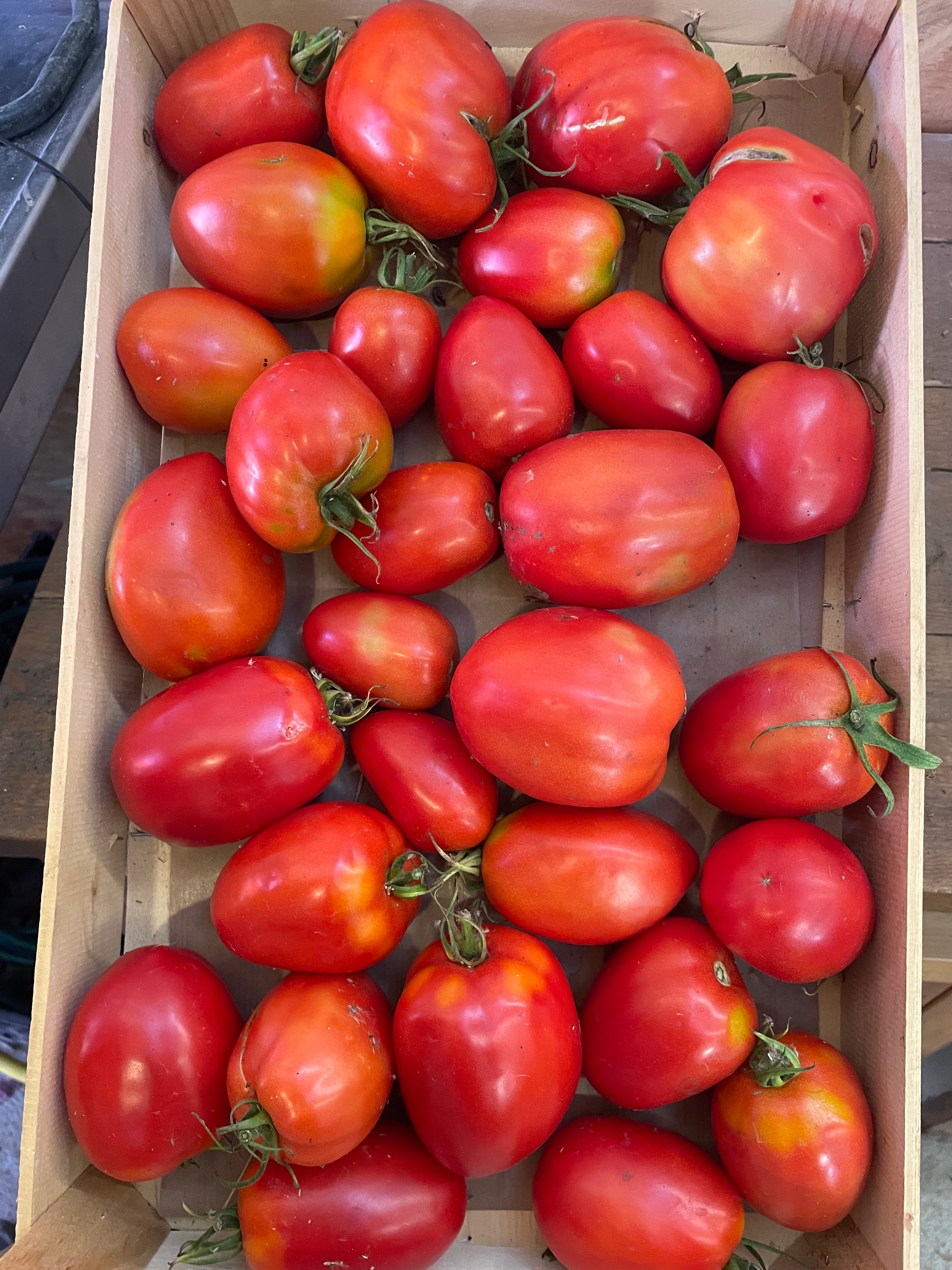 Tomates à coulis caisse de 4 kg - 4kg