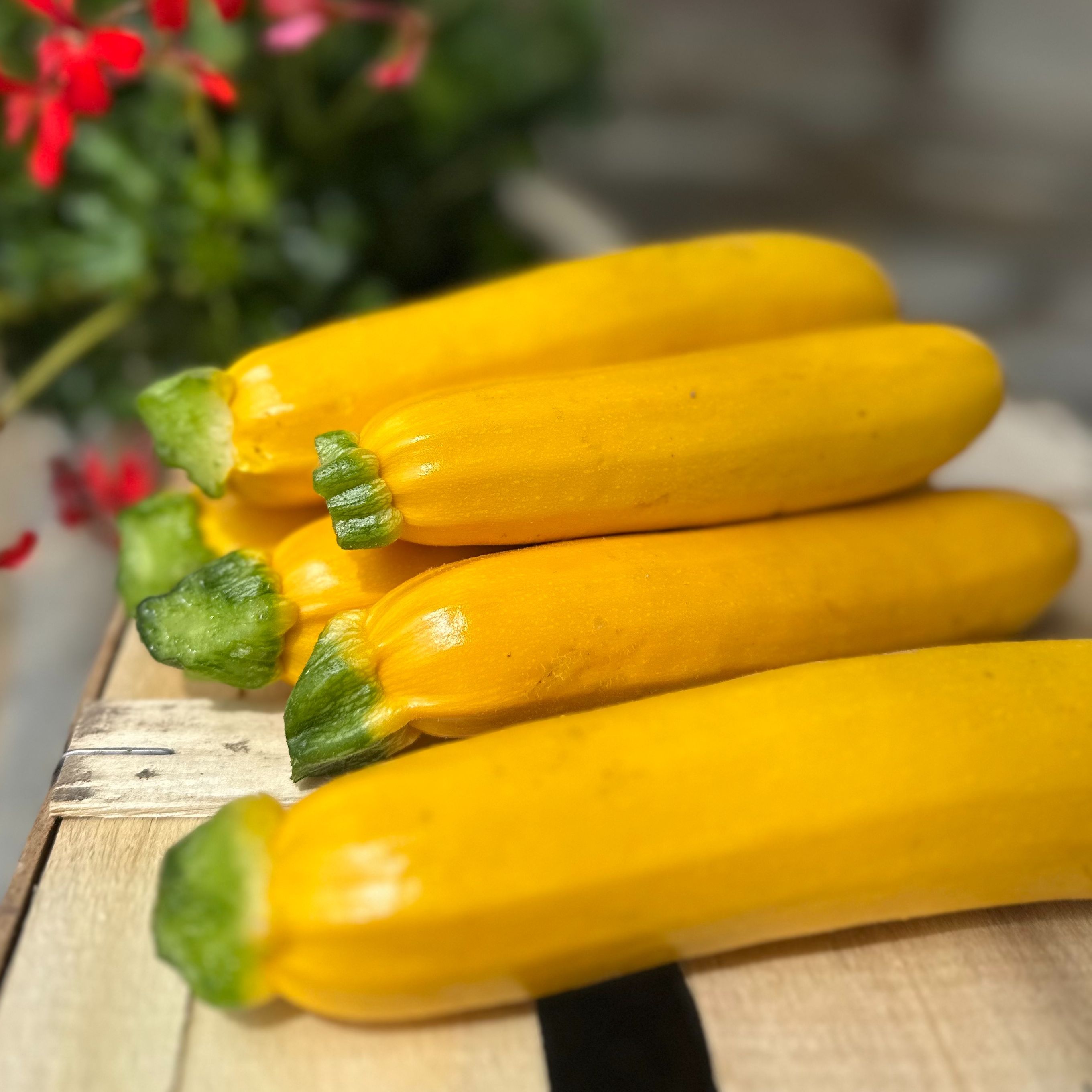Courgettes jaunes