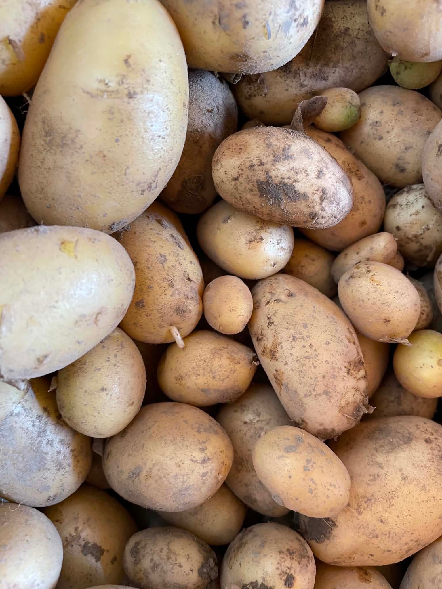 Pommes de terre nouvelles - 500g