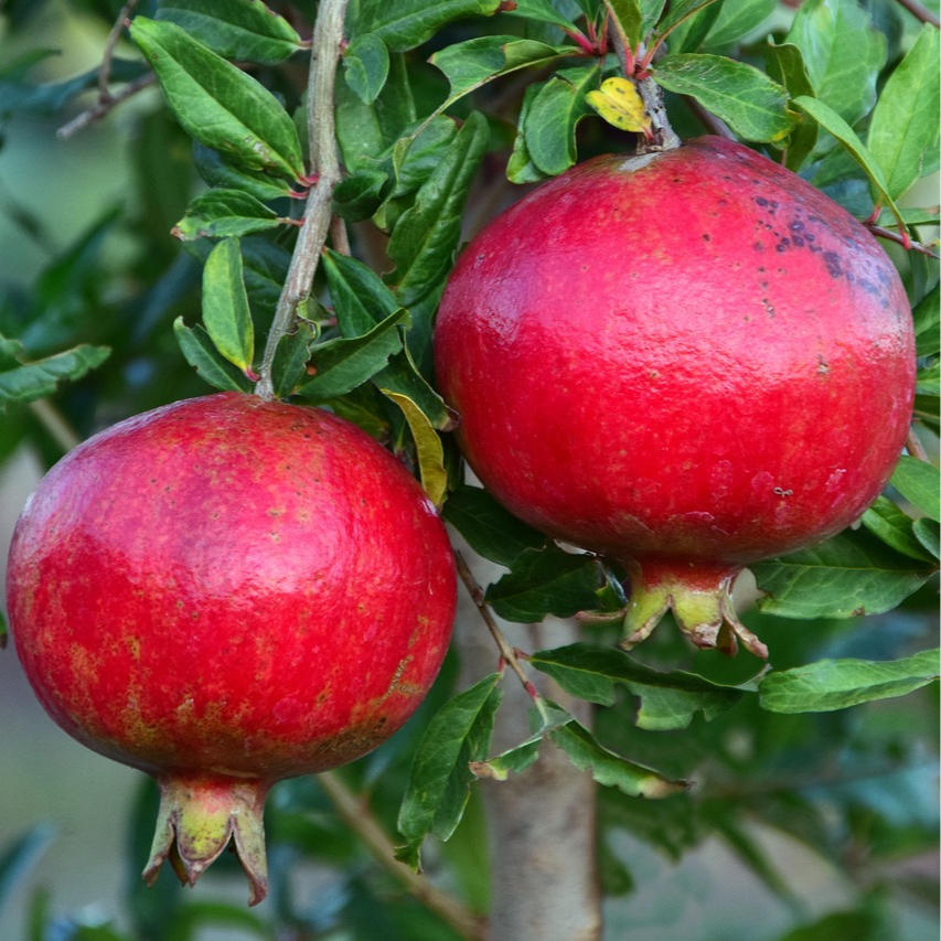 Grenadier Parfianca - 5l