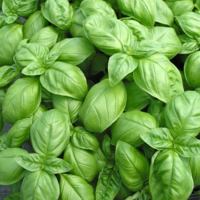 Plant de Basilic vert