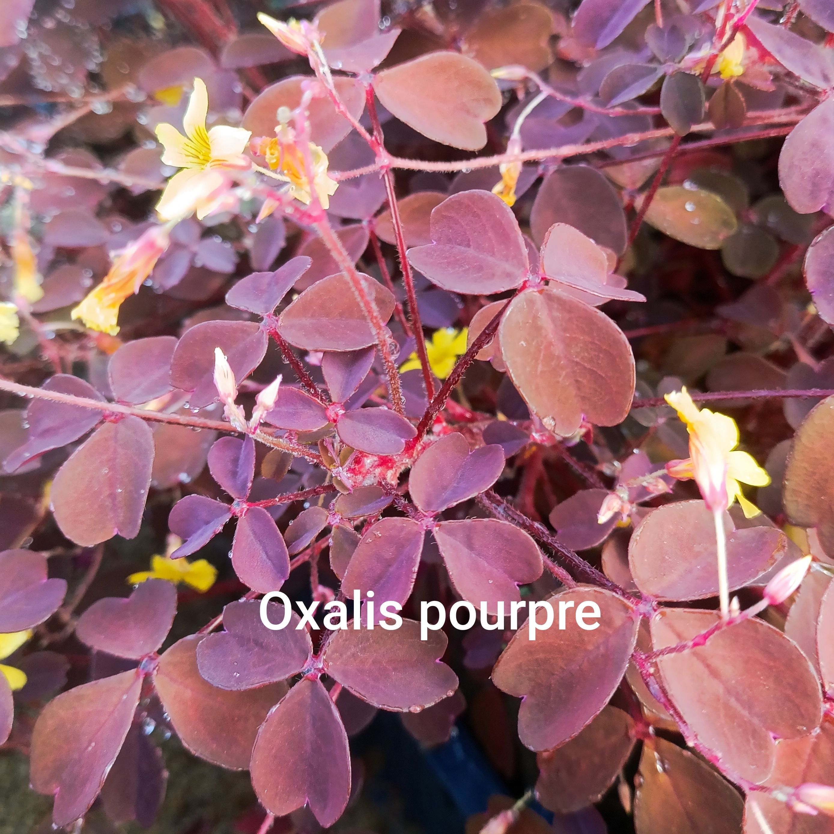 Plant fleur/feuille comestible - oxalis pourpre