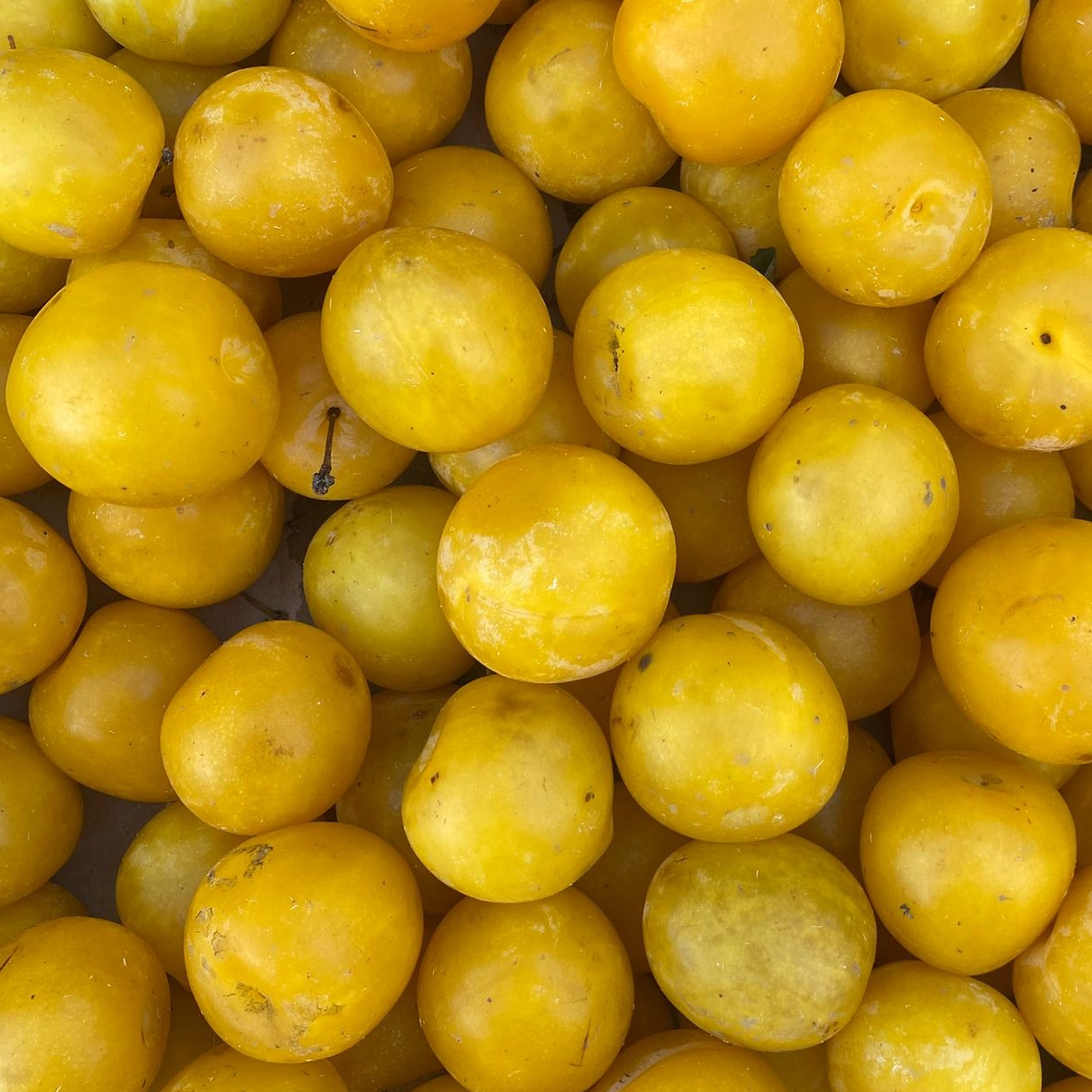 Prune jaune Golden Japan - 400g