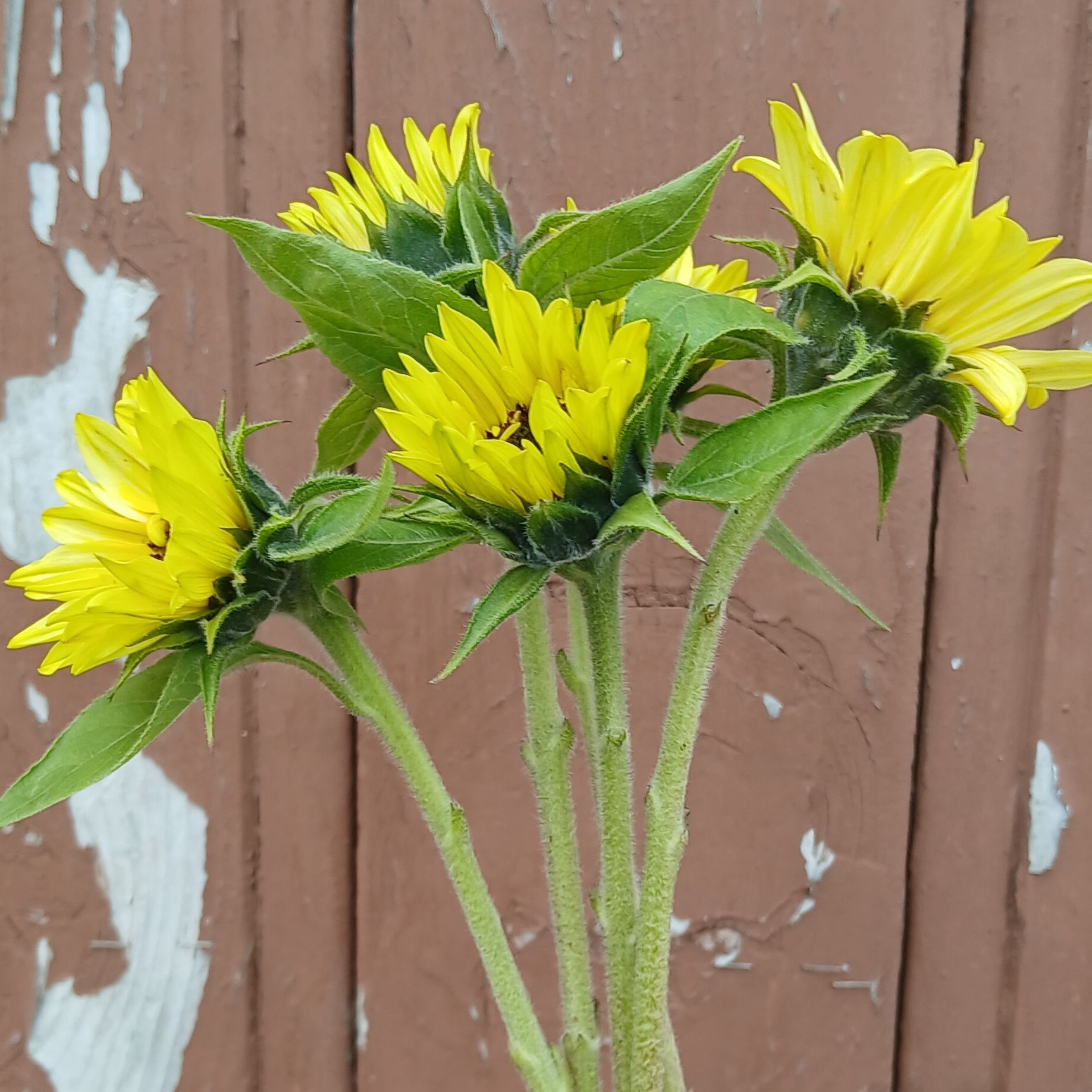 Tournesol limoncello