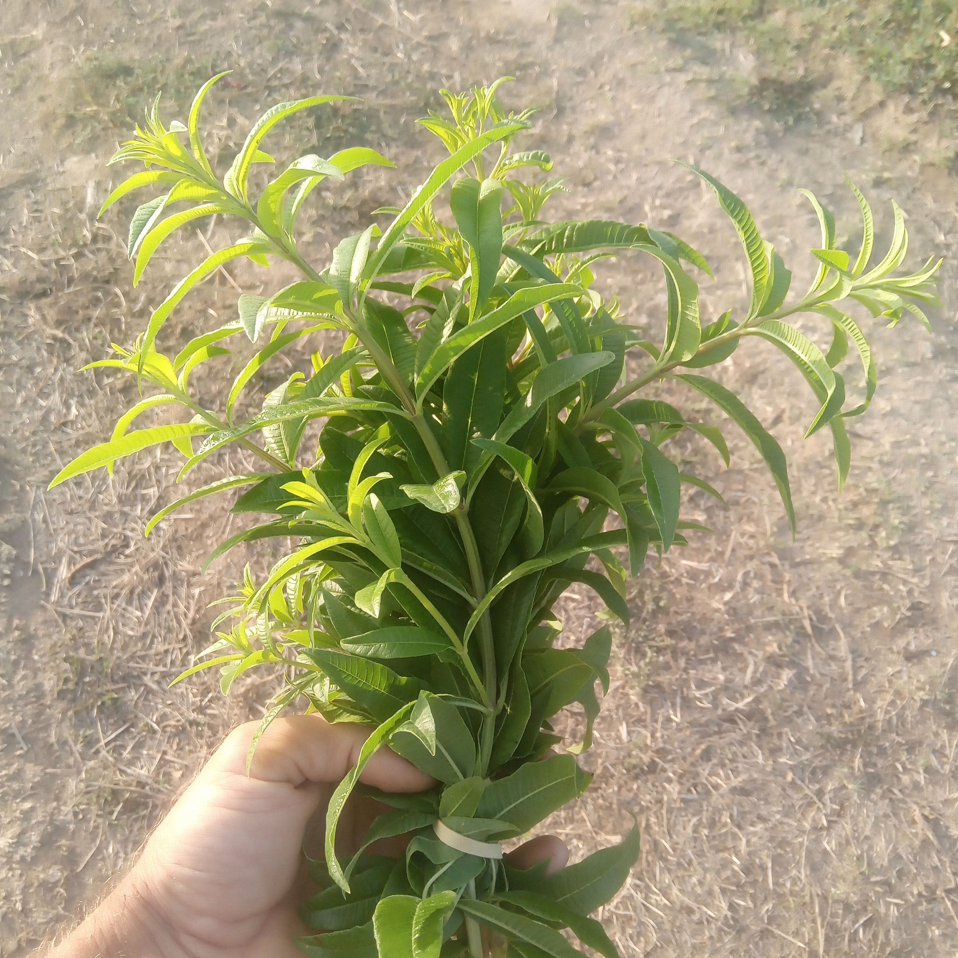 Verveine citronnée fraîche/ bouquet