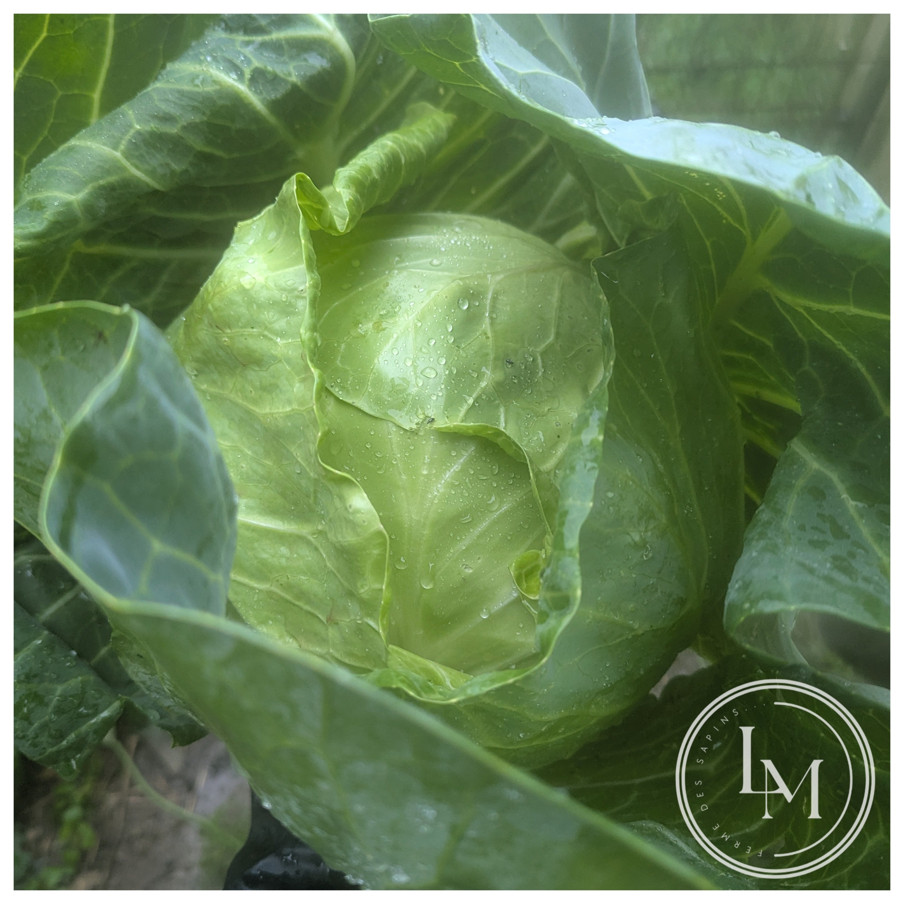 Chou cabus vert (calibre environ 1.2kg, vendu au kg)
