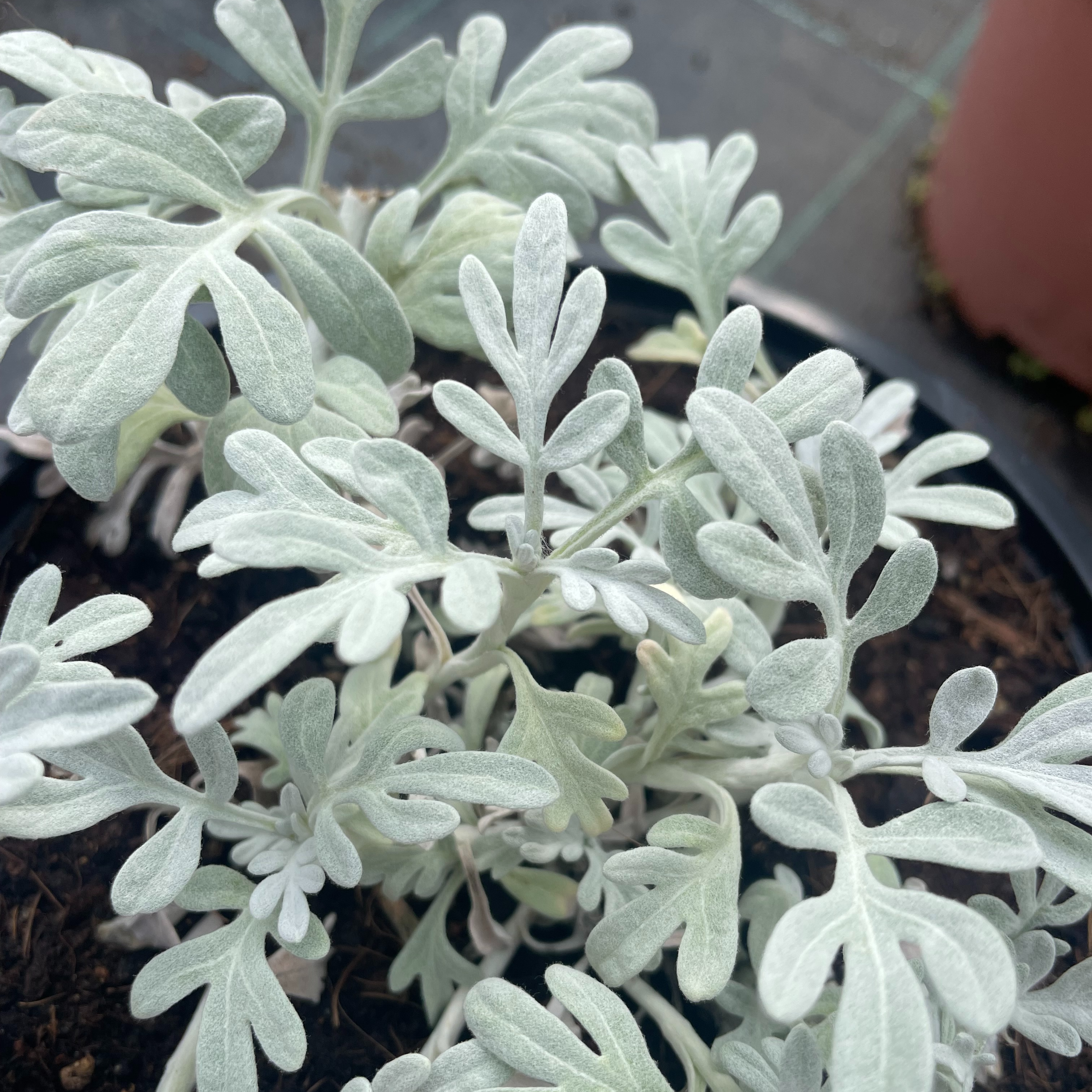 Artemisia stelleriana