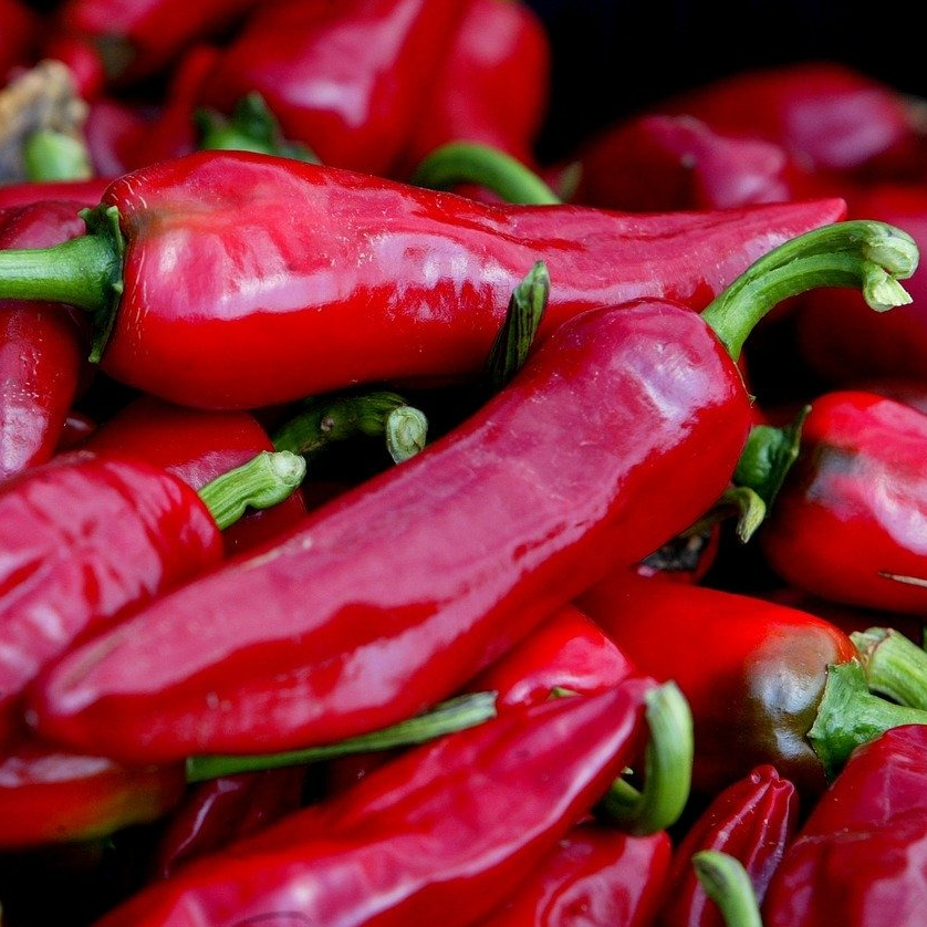 Piment chaud Gorria - godet 8 cm