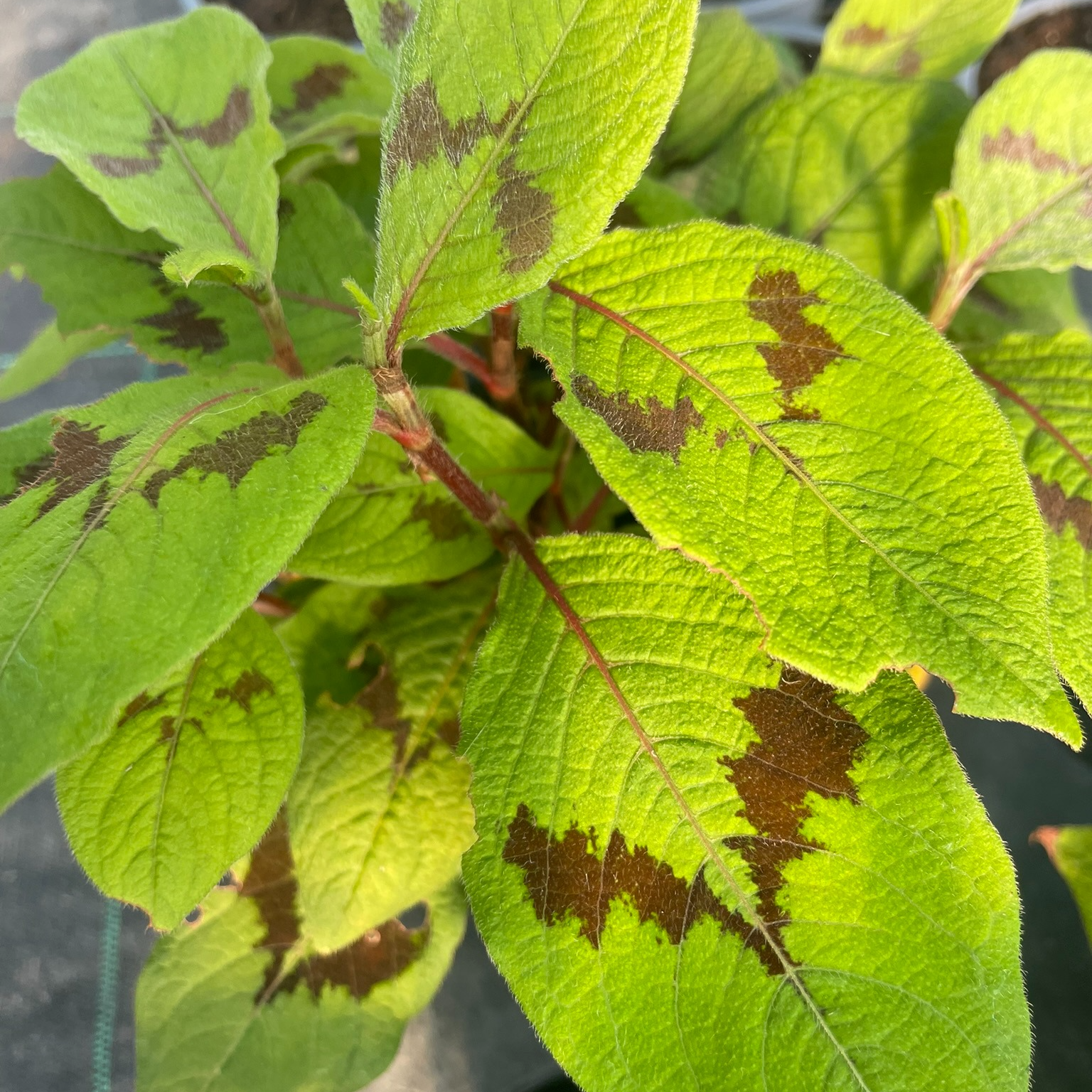 Persicaria virginiana ‘Filiformis’