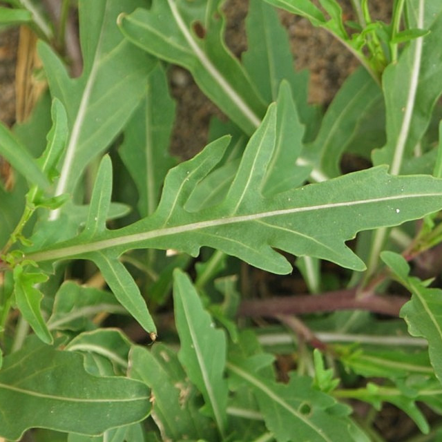 Roquette vivace - gdt 9