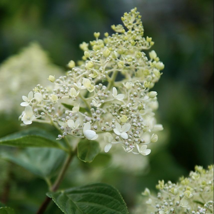Hortensia paniculé (Hydrangea paniculata) 'Grandiflora'