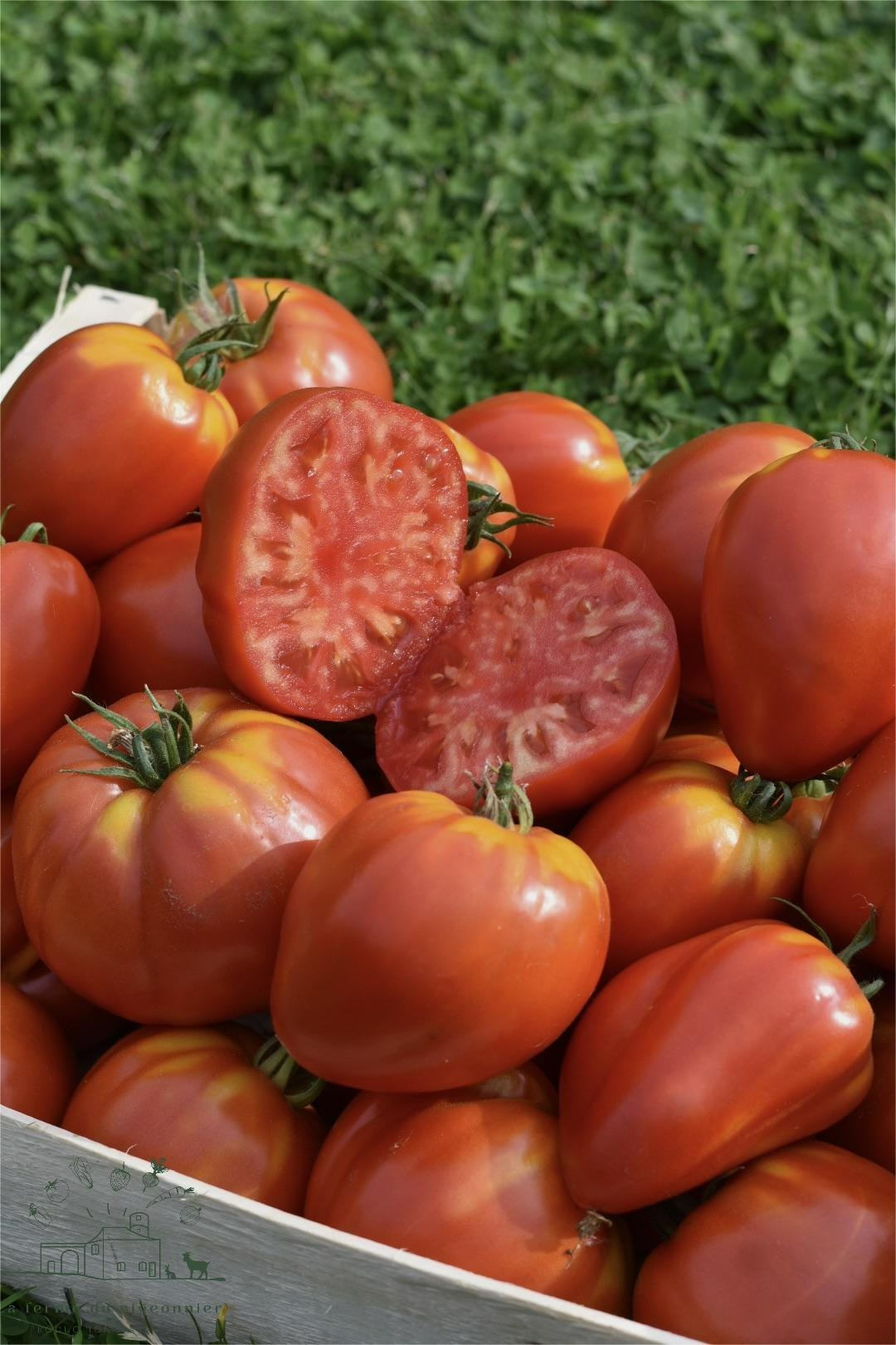 Tomate ancienne type coeur de boeuf