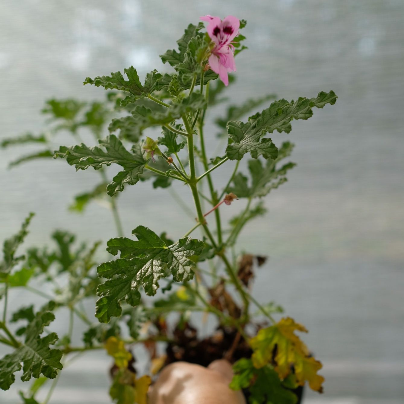 Géranium feuille de chêne