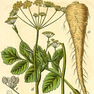 Panais