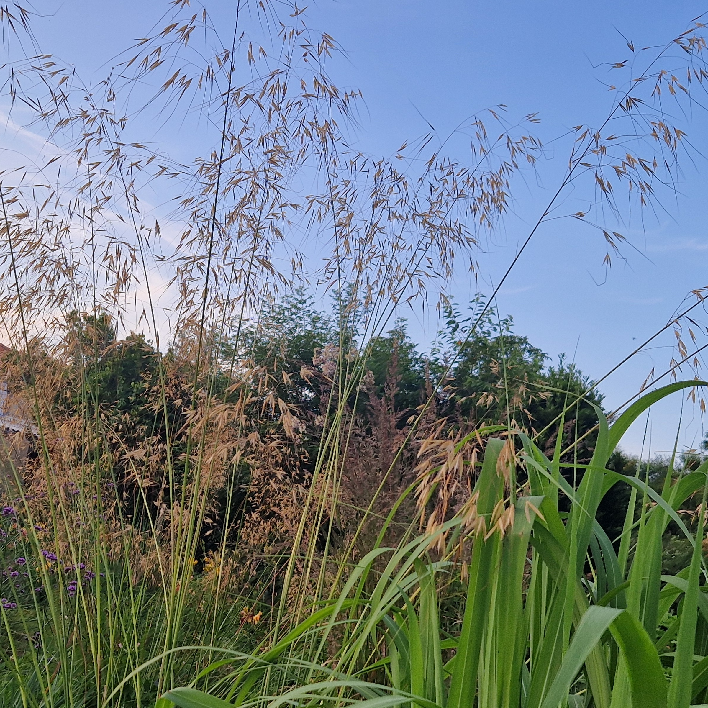 Stipa Gigantea
