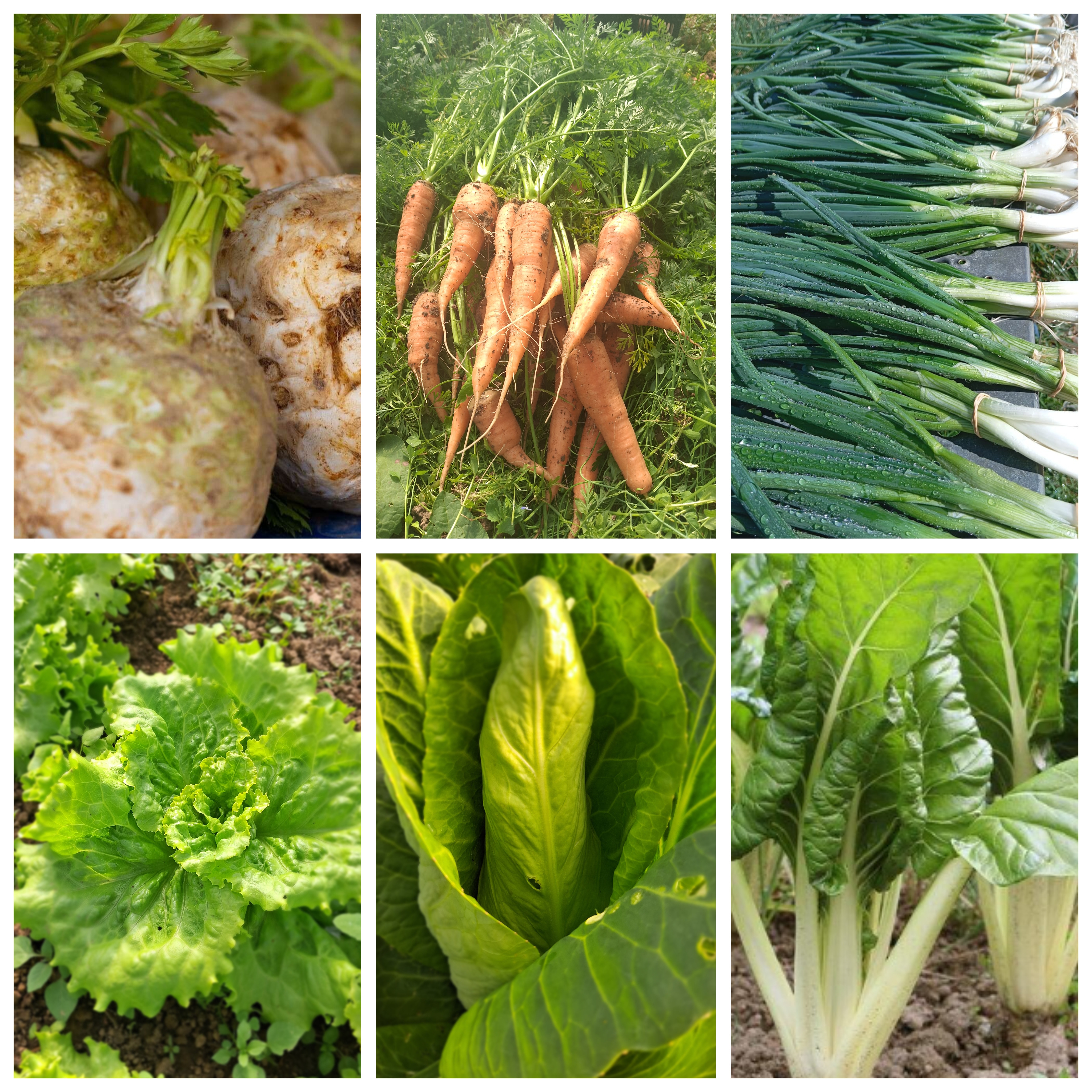 Panier de la semaine