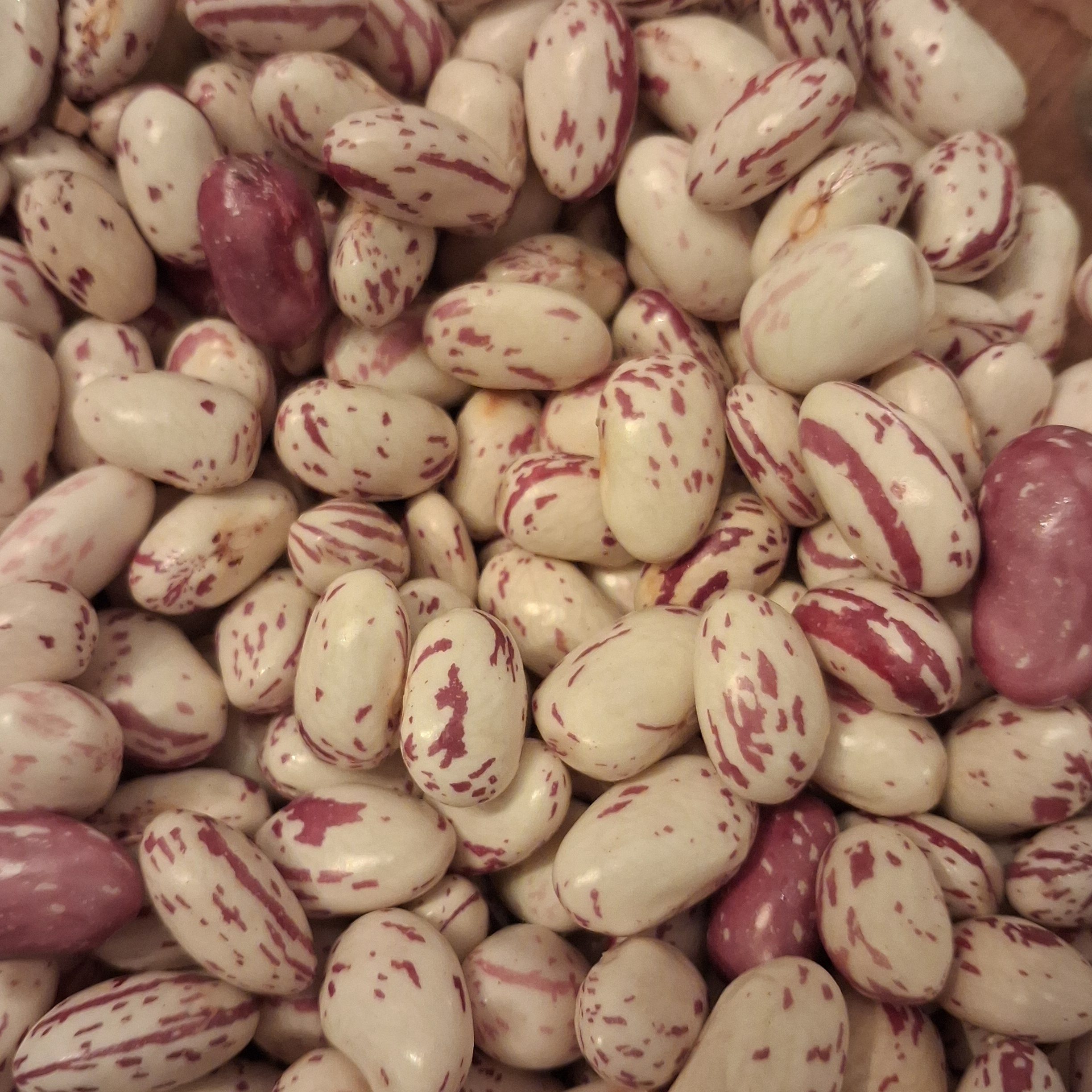 Haricot Demi-Sec Borlotto - 1kg