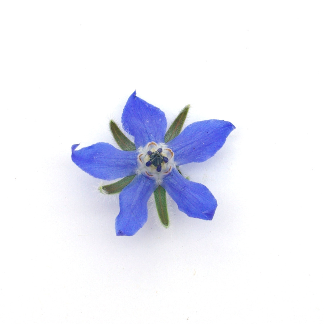 Fleurs - Bourraches