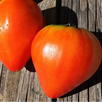 Plant - Tomate Coeur de boeuf