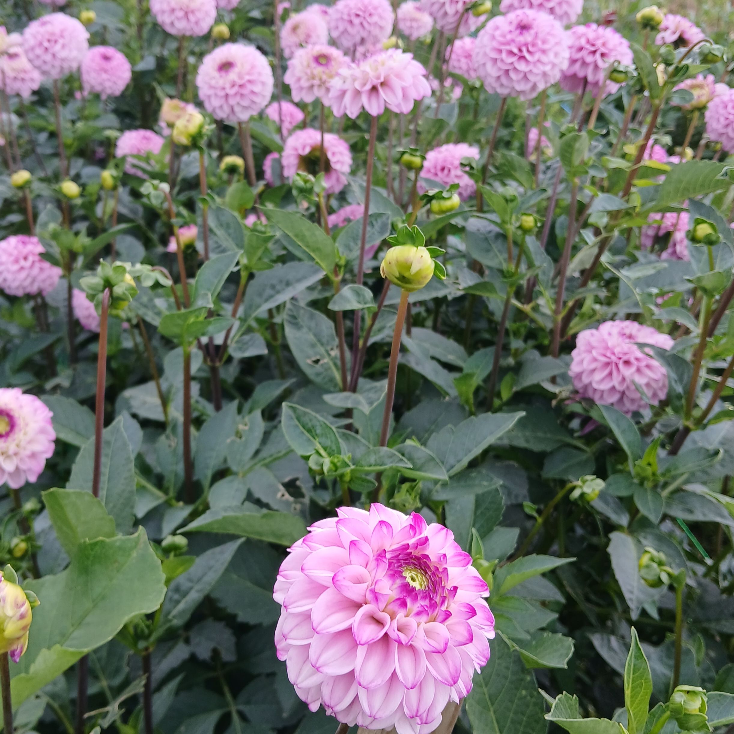 Dahlias genova x1