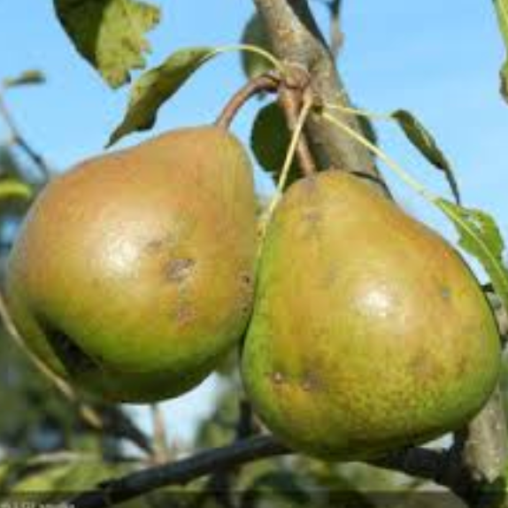 Poirier 'Bourseyre' / OHF87 Racines nues / Inférieur à 1m