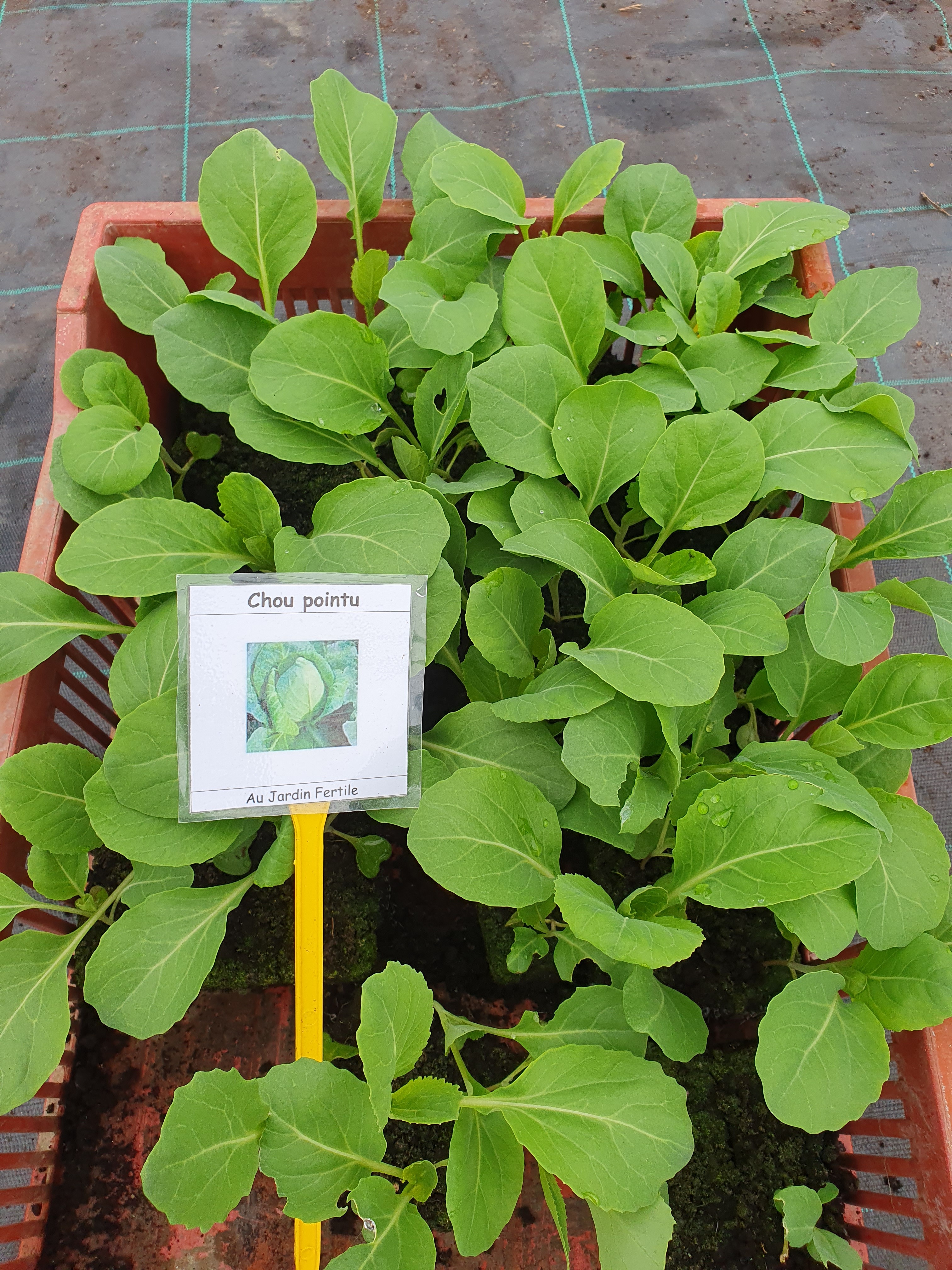 Plant Chou Cabus Pointu de Chateaurenard