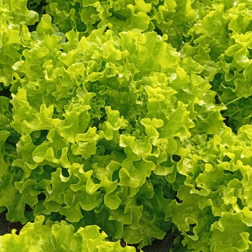 Salade feuille de chêne