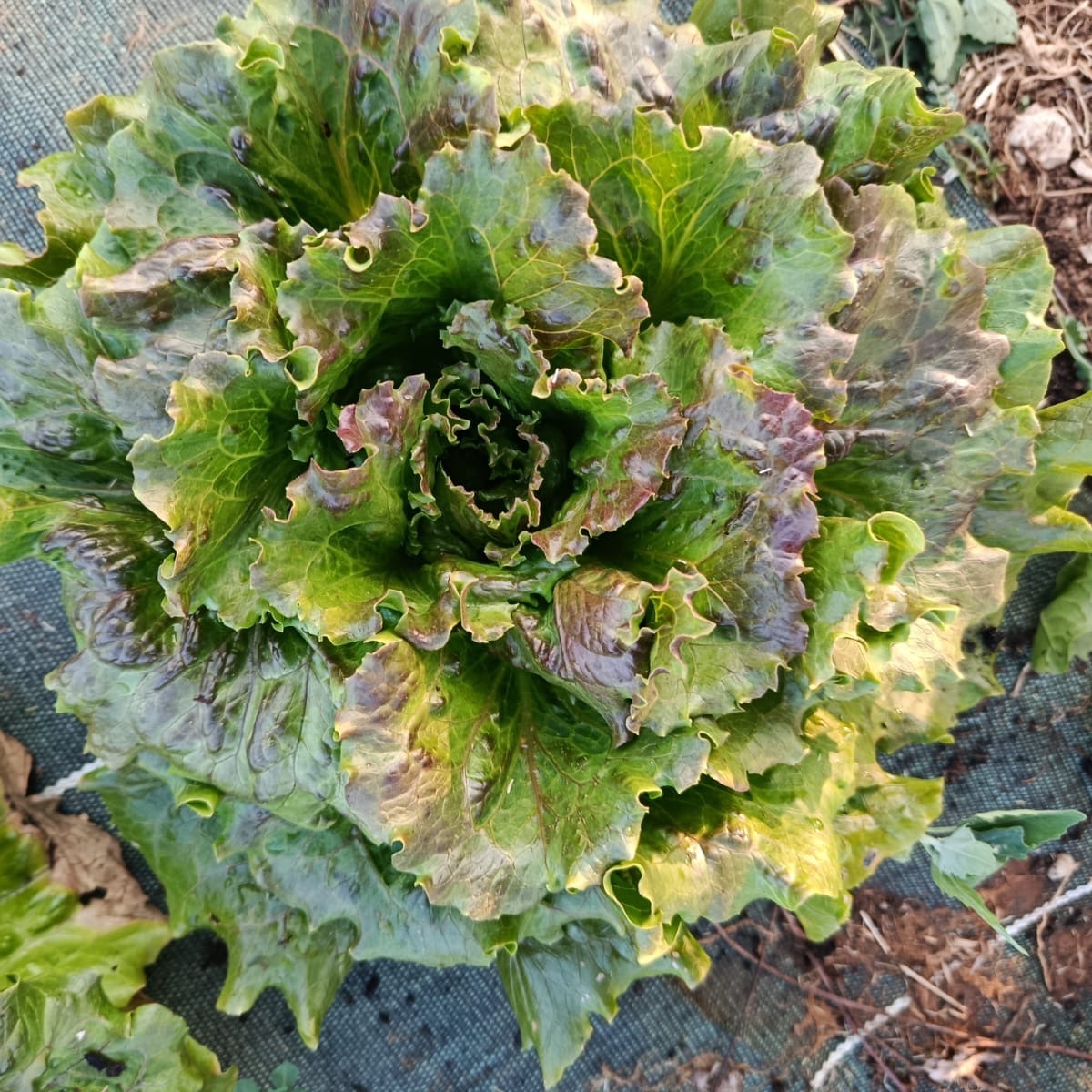 Salade  bio