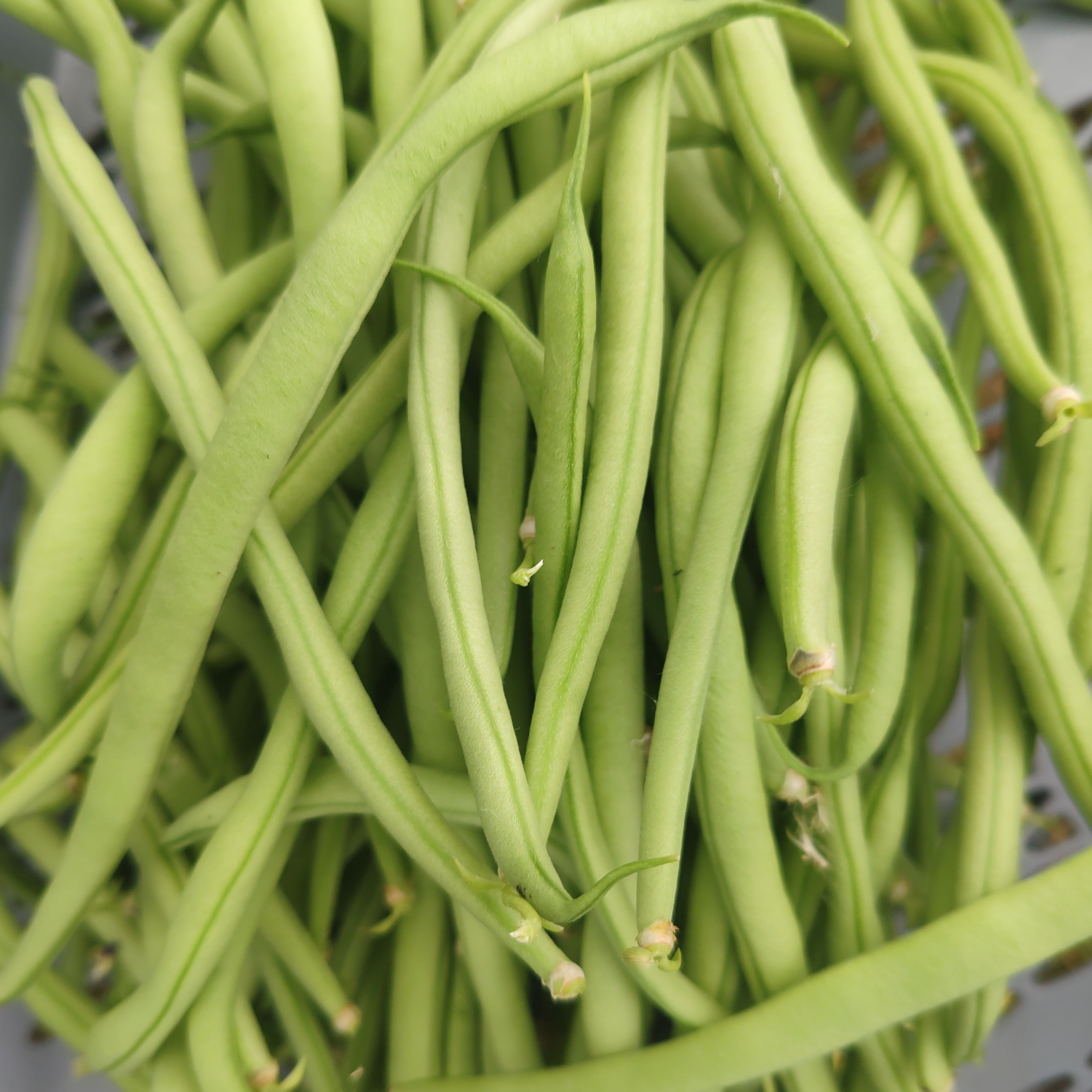 Haricots verts