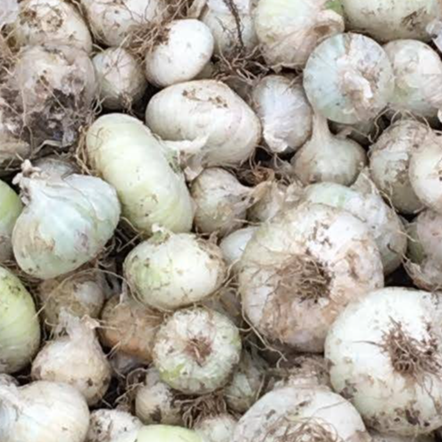 Oignon blanc sec