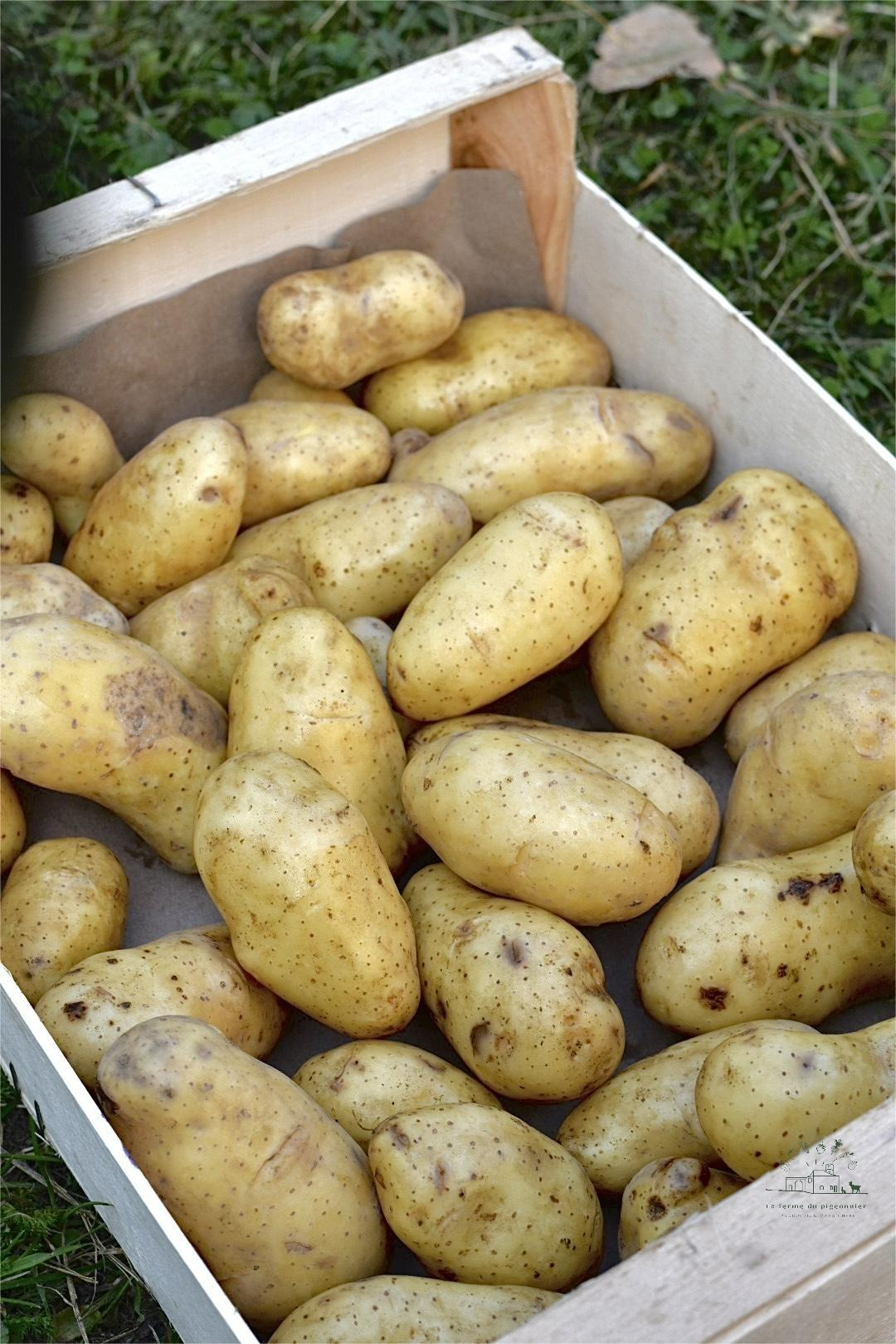 Pomme de terre Belle de fontenay