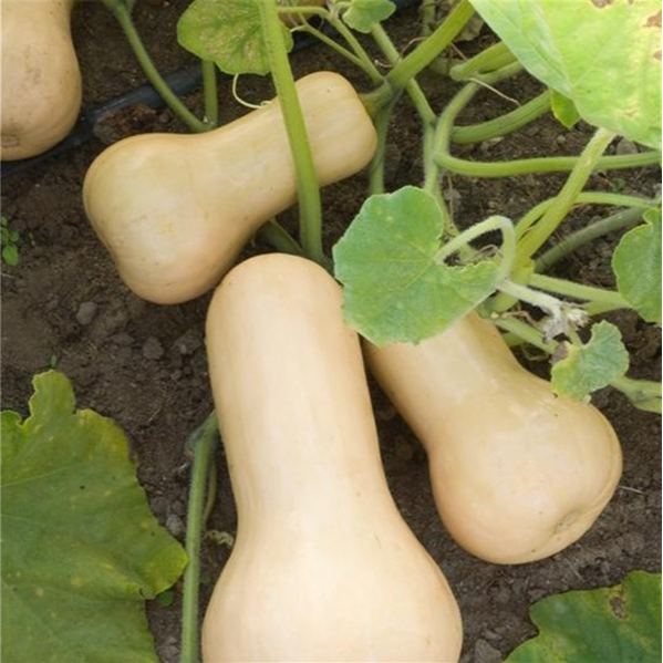 Butternut - 1 plant
