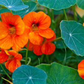 Feuilles De Capucine