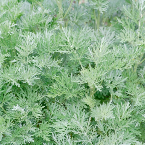 ARMOISE CAMPHRÉE Bio